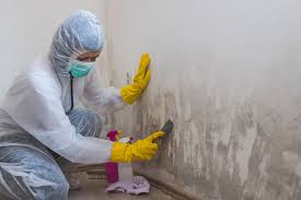 Trusted Mount Carroll, IL Mold Removal & Remediation Experts